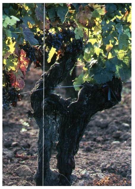 Чтобы получить хорошее вино, 
надо выращивать лозу на одном месте лет тысячу. 